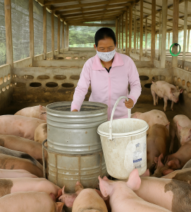 Kết hợp thức ăn thô và thức ăn hỗn hợp